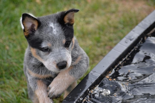 HILLARY - female - 7 weeks old